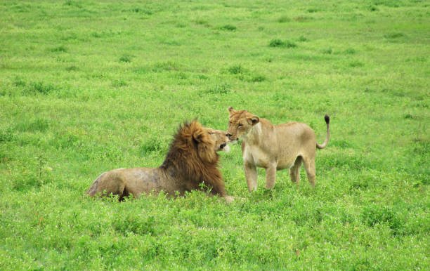 join-4-days-tanzania-lodge-safari-itinerary